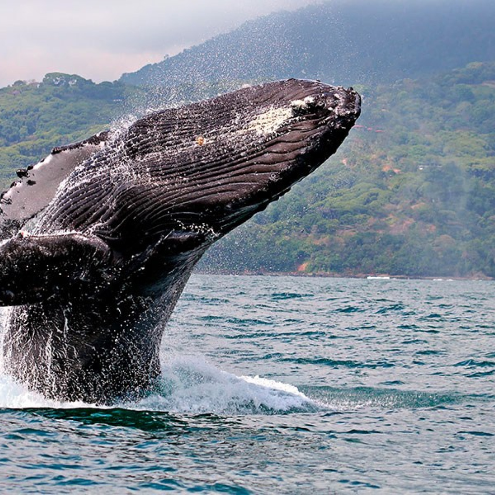 Avistamiento de Ballenas en Ladrilleris Pacífico