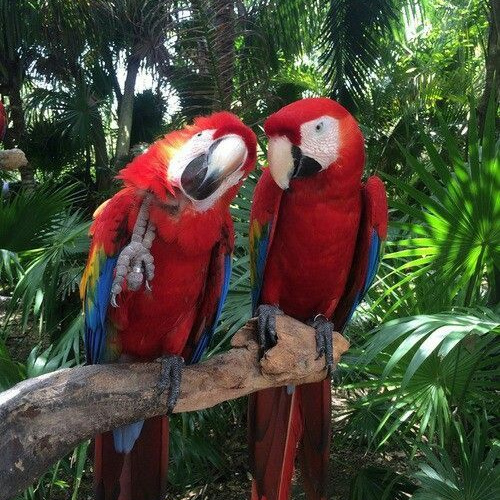 AMAZONAS