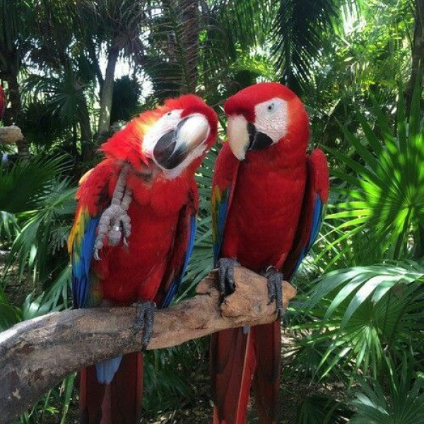 AMAZONAS