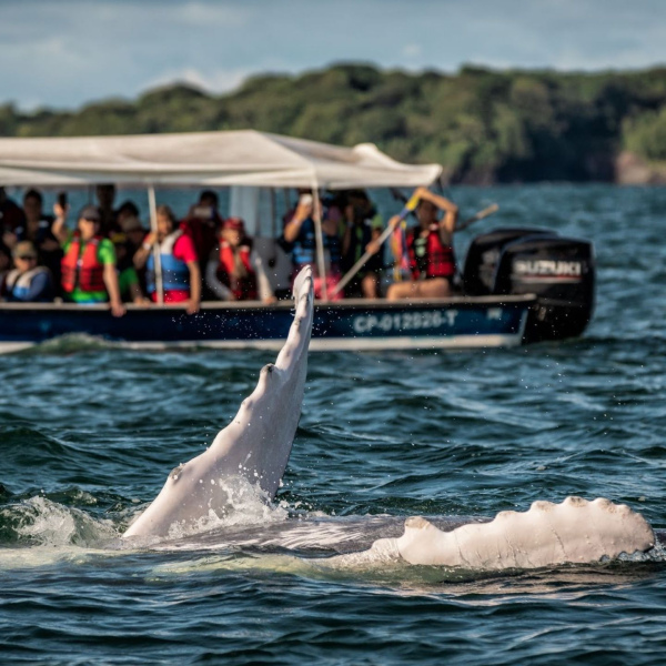 Avistamiento de Ballenas en Ladrilleris Pacífico