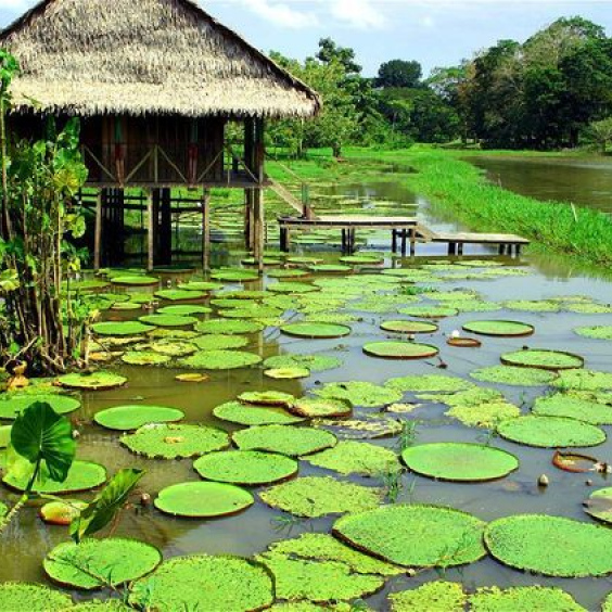 AMAZONAS